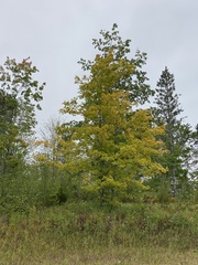 Acer platanoides