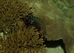 Odontodactylus scyllarus