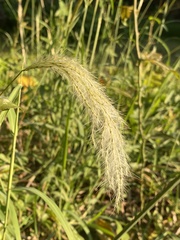 Bothriochloa laguroides