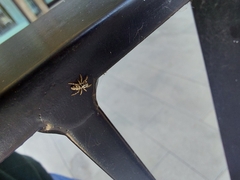 Salticidae