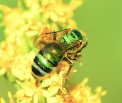 Agapostemon sericeus