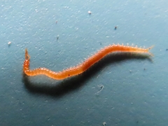 Haplophilus subterraneus