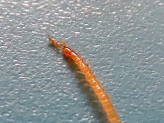 Haplophilus subterraneus