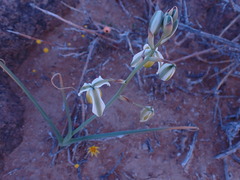 Albuca leucantha