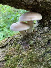 Hypsizygus