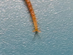 Haplophilus subterraneus