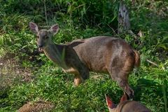 Mazama gouazoubira