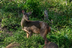 Mazama gouazoubira