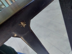 Salticidae