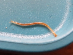 Haplophilus subterraneus