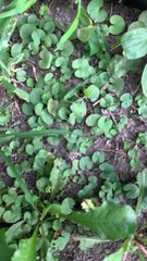 Dichondra carolinensis