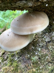 Hypsizygus