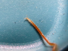 Haplophilus subterraneus