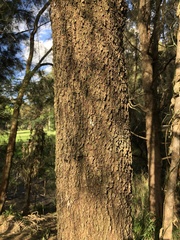 Allocasuarina verticillata