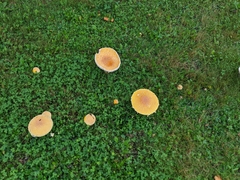 Amanita muscaria guessowii