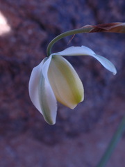 Albuca leucantha