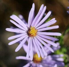 Symphyotrichum boreale
