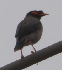Acridotheres ginginianus