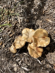 Desarmillaria tabescens