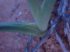 Albuca leucantha