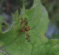 Xyphosia miliaria
