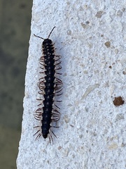 Arthropoda