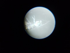 Collembola