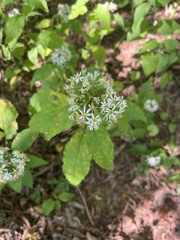 Eurybia divaricata