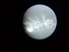 Collembola