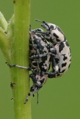 Eudiagogus rosenschoeldi