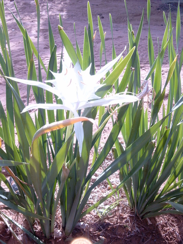 Pancratium trianthum
