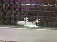 Ptyodactylus guttatus