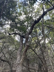 Quercus sinuata