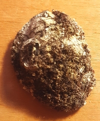 Ostreidae