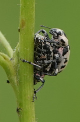 Eudiagogus rosenschoeldi