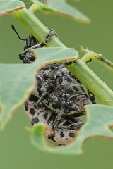 Eudiagogus rosenschoeldi