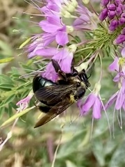 Xylocopa californica californica