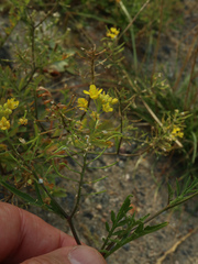 Rorippa sylvestris