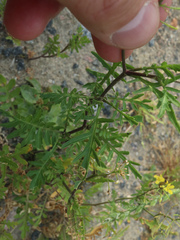 Rorippa sylvestris