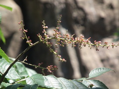 Rhus chinensis