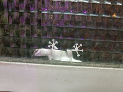 Ptyodactylus guttatus