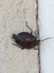 Antiteuchus tripterus