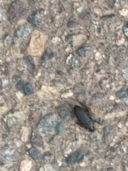Harpalus rufipes