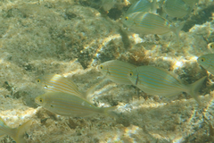 Sarpa salpa