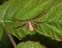 Philodromus