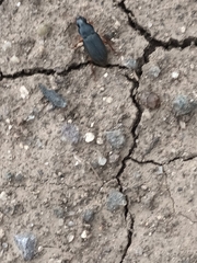 Harpalus rufipes