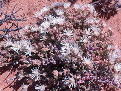 Drosanthemum