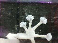 Ptyodactylus guttatus