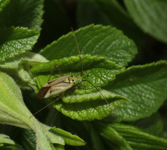 Adelphocoris quadripunctatus