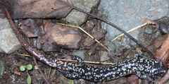 Plethodon cylindraceus